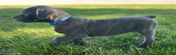 Cane Corso dogs for sale: Shane - Ad 4