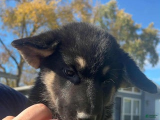 Gerberian Shepsky dogs - Ad 6