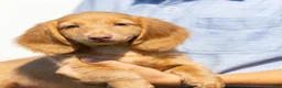 Miniature Dachshund dogs for sale: Peanut - Ad 1