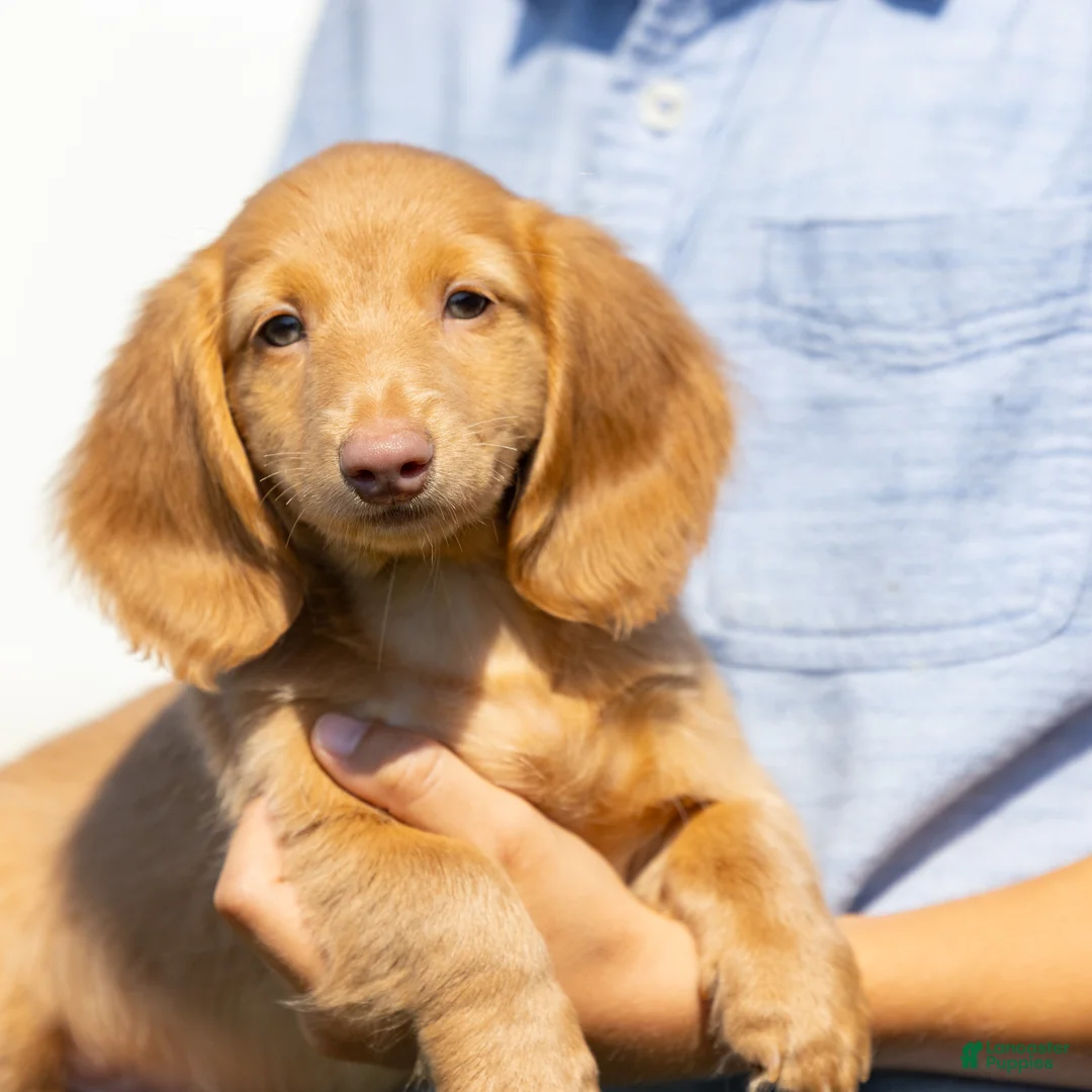 Miniature Dachshund dogs for sale: Peanut - Ad 1