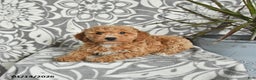 Mini Goldendoodle dogs for sale: Rusty - Ad 2