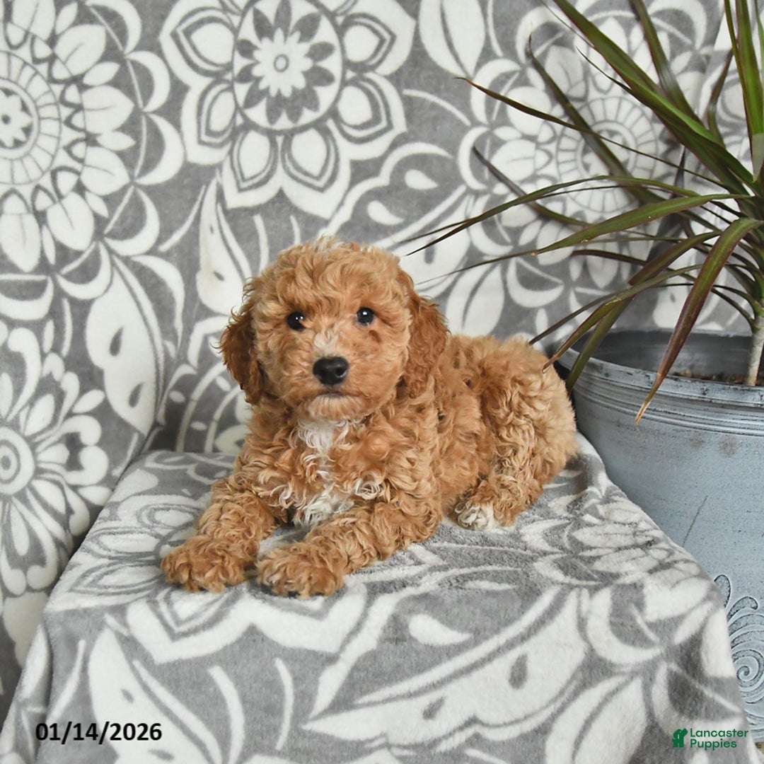 Mini Goldendoodle dogs for sale: Rusty - Ad 2