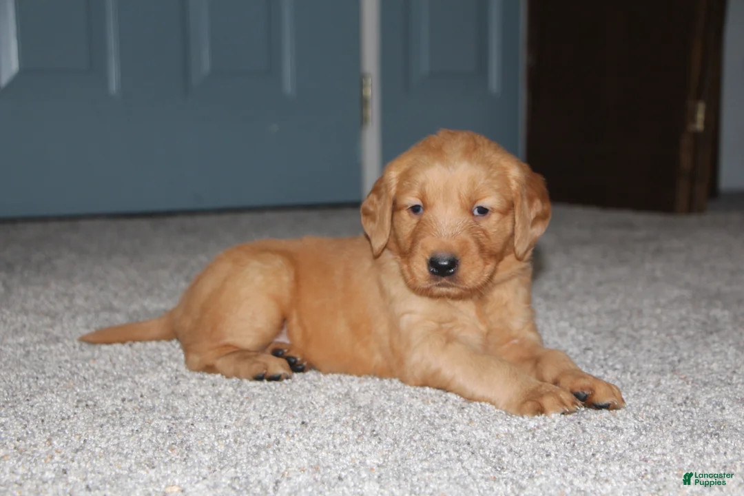 Golden Retriever dogs for sale: Raven - Ad 5