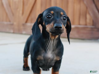 Miniature Dachshund dogs Blackie - Ad 17