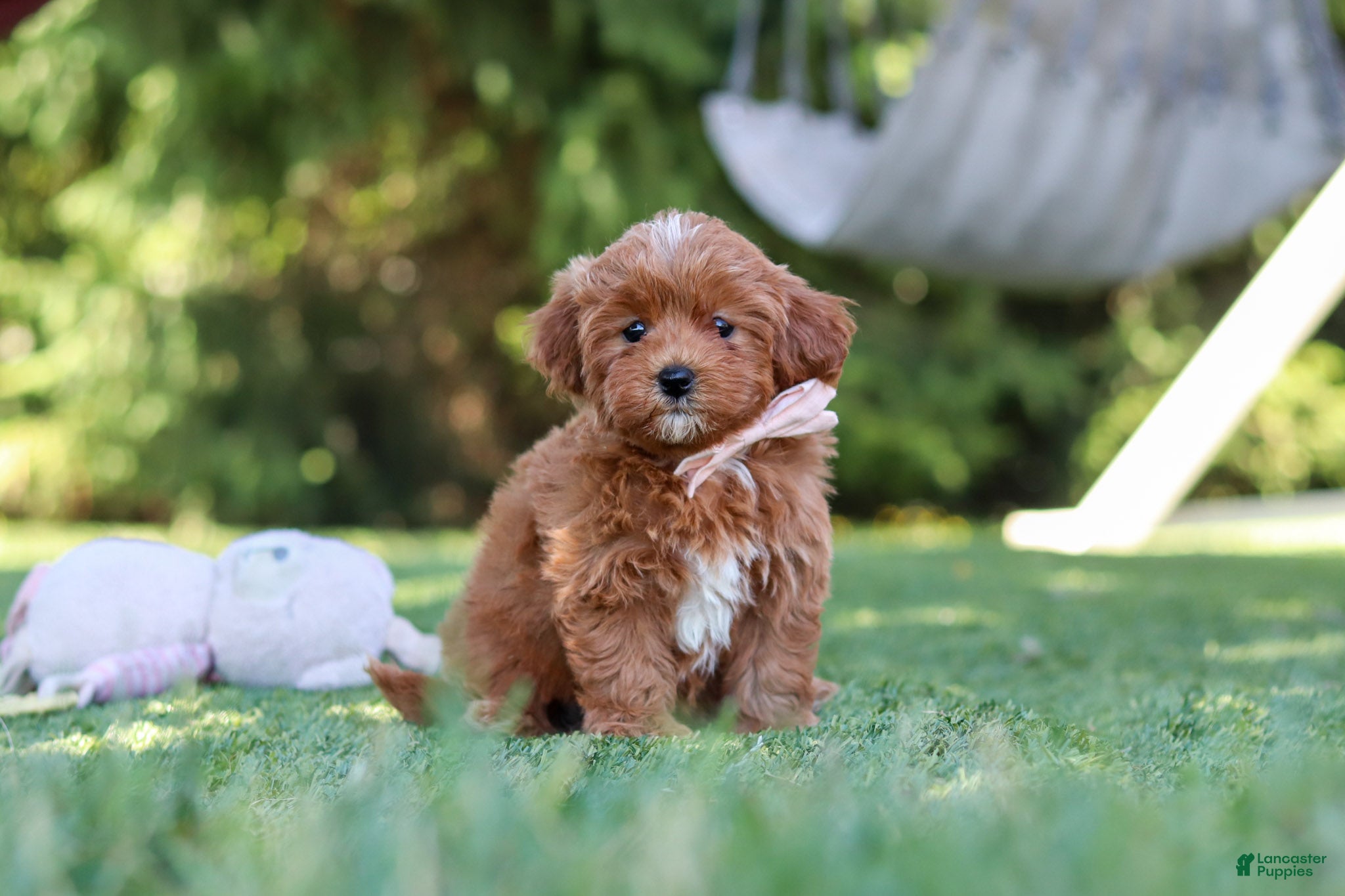 Cavapoo dogs Luna - Ad 2
