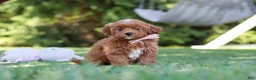 Cavapoo dogs for sale: Luna - Ad 2