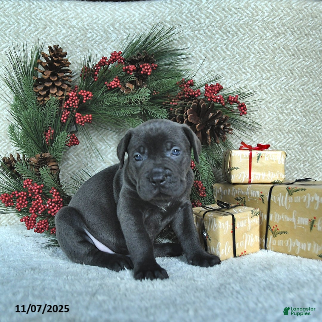 Cane Corso dogs for sale: Roscoe - Ad 13