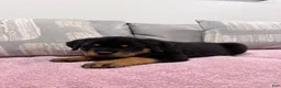 Rottweiler dogs for sale: Rottweiler Puppy 1 - Ad 3