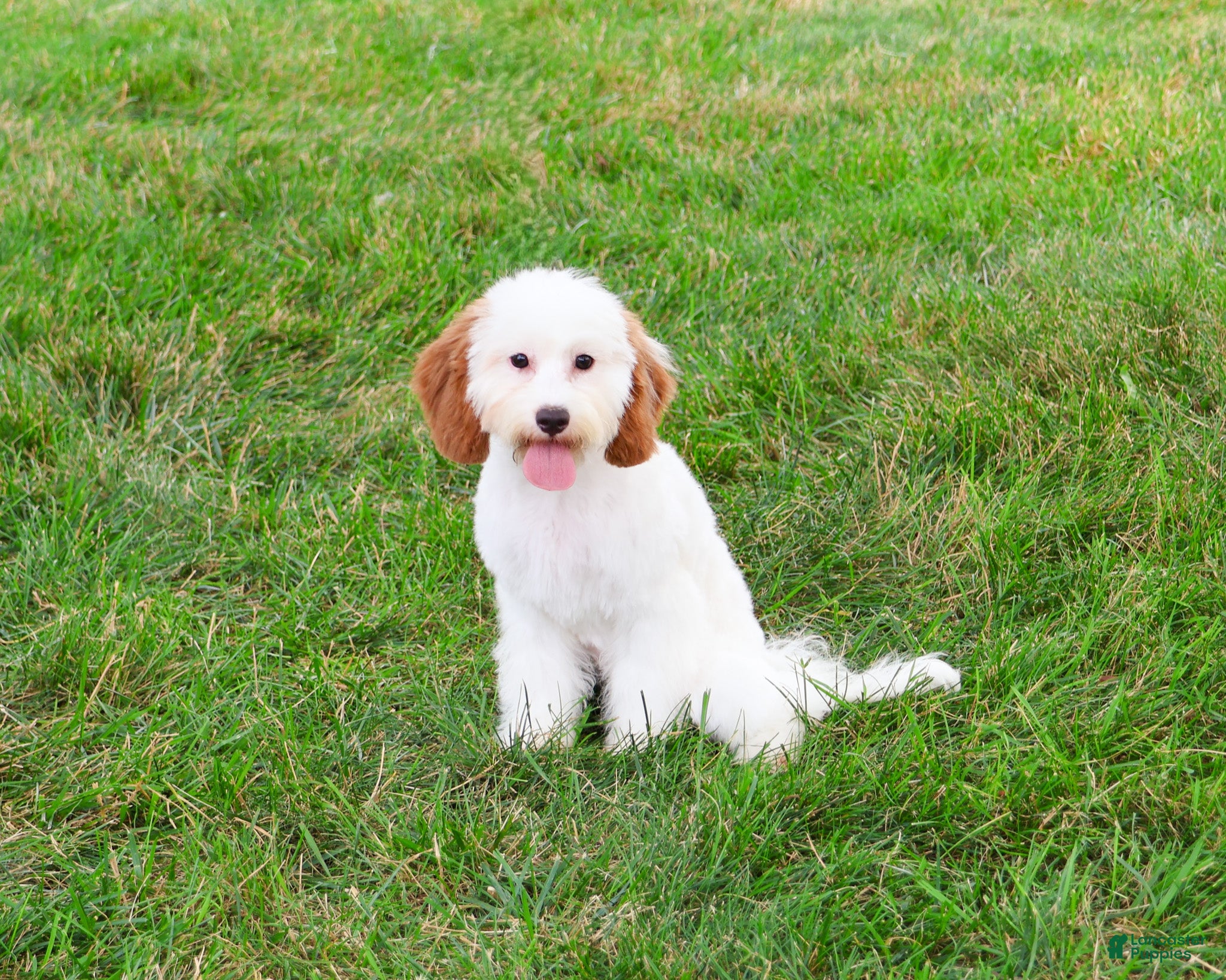 Cavapoo dogs Emerald - Ad 1