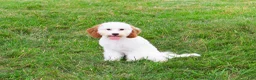 Cavapoo dogs for sale: Emerald - Ad 1