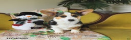 Welsh Corgi Pembroke dogs for sale: Nickle  - Ad 5