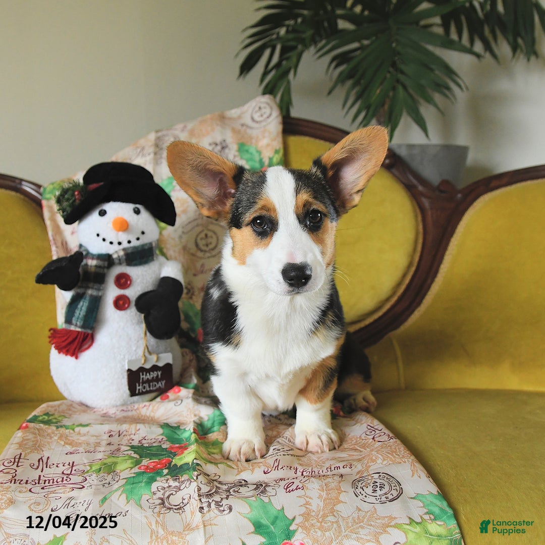 Welsh Corgi Pembroke dogs for sale: Nickle  - Ad 5