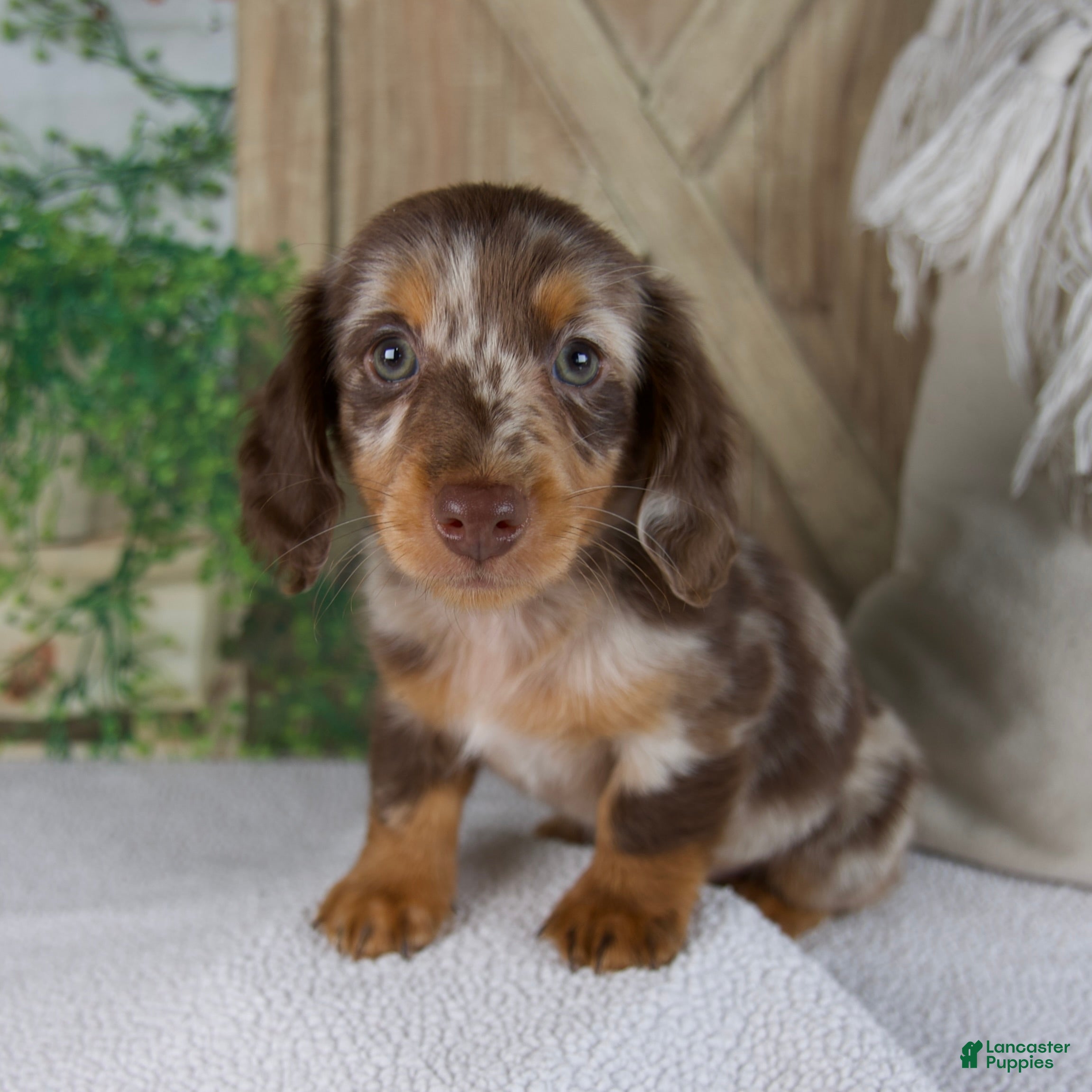 Miniature Dachshund dogs Bliss - Ad 2