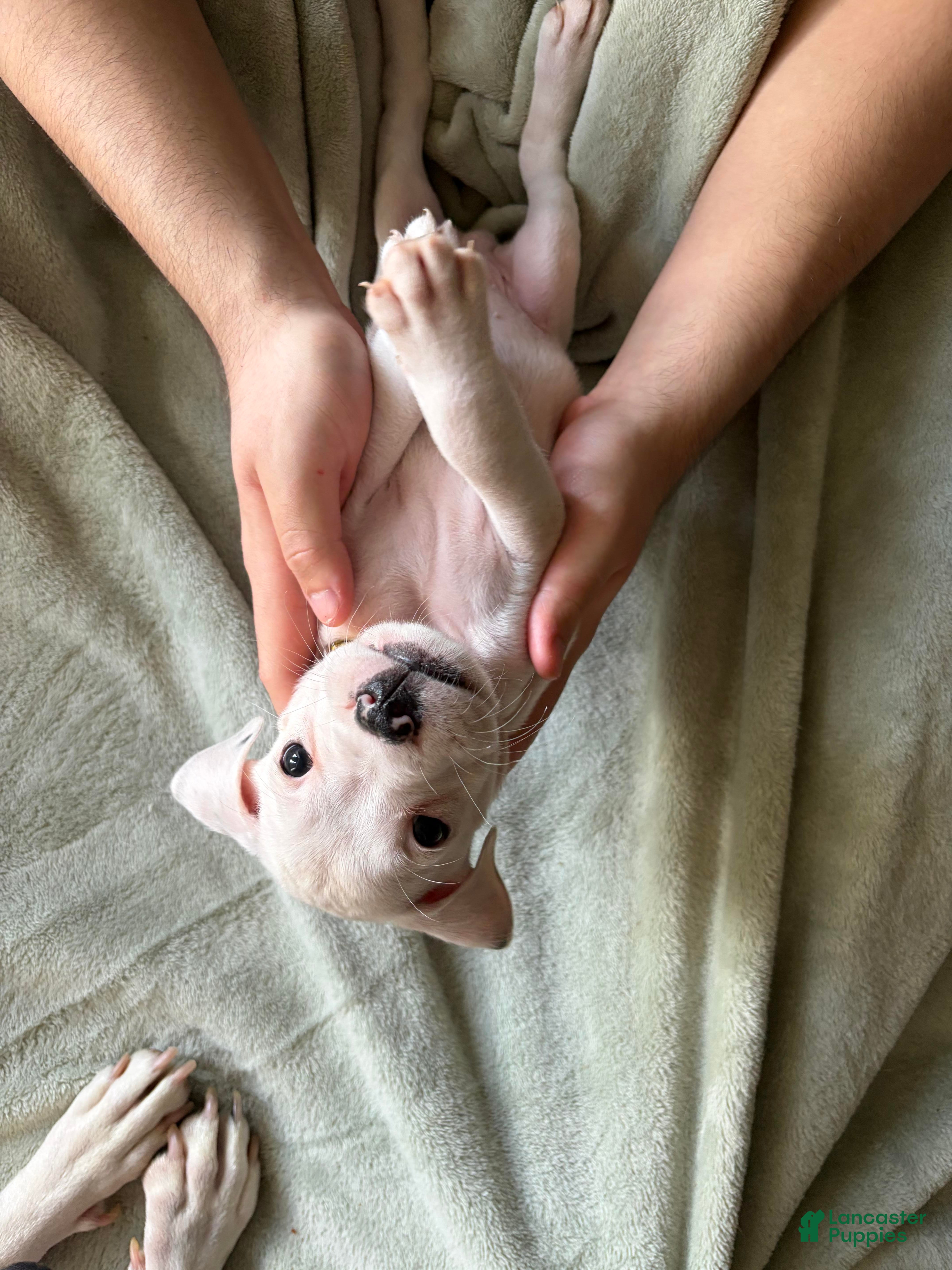 American Pit Bull Terrier dogs Purple - Ad 13