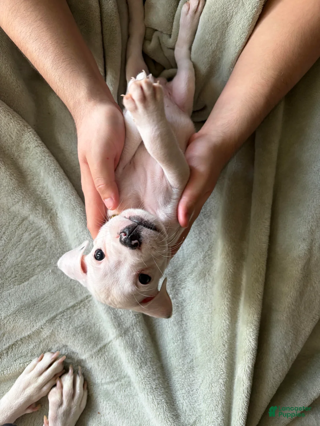American Pit Bull Terrier dogs for sale: Purple - Ad 1