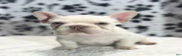 French Bulldog dogs for sale: Willis  - Ad 5