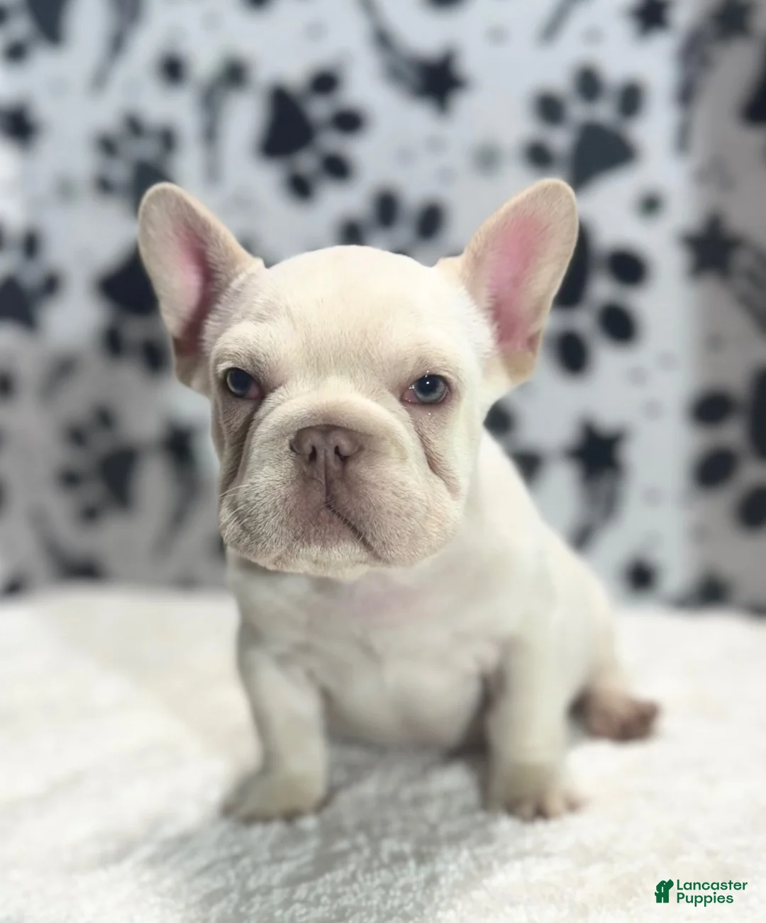 French Bulldog dogs for sale: Willis  - Ad 5