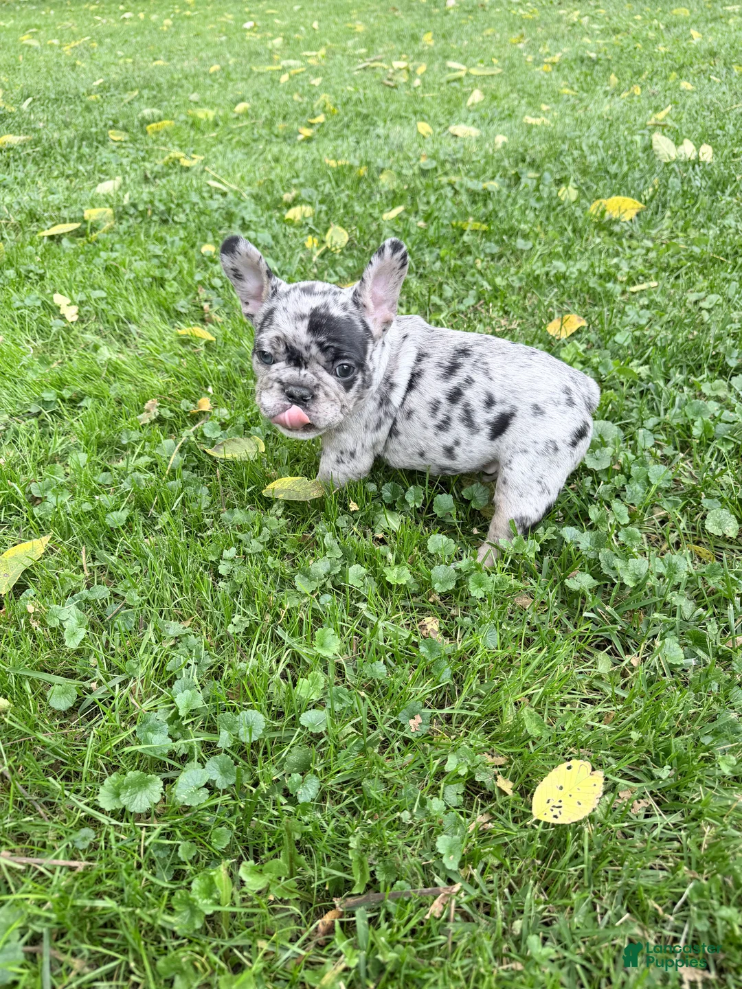 French Bulldog dogs for sale: French Bulldog 2 - Ad 2