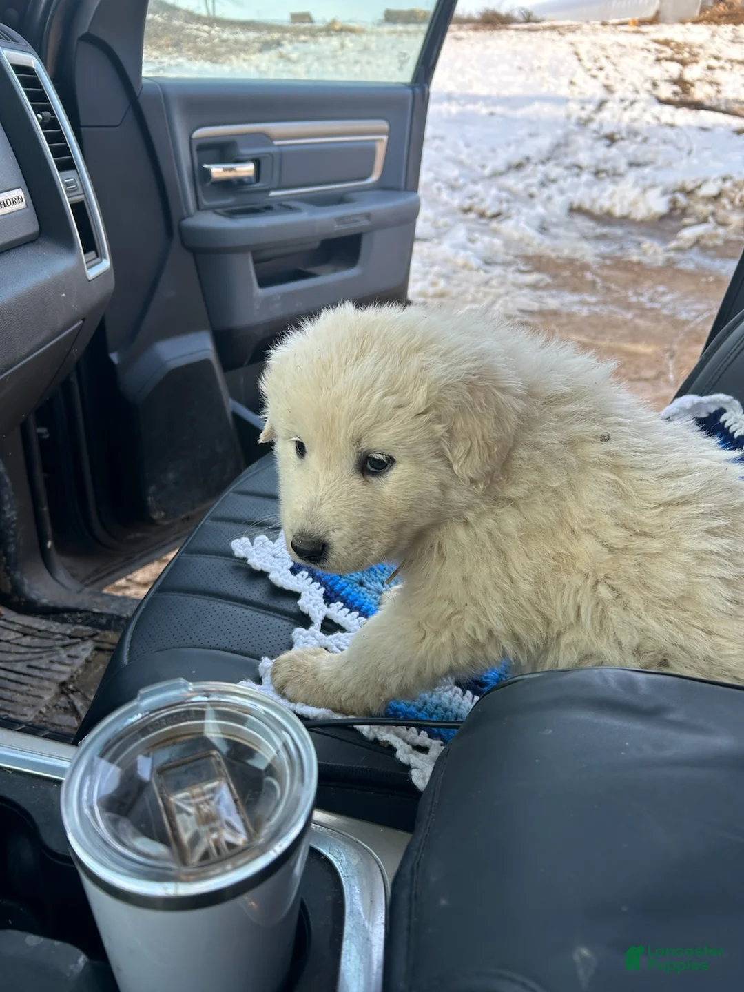 Mixed Breed dogs for sale: Bob - Ad 1