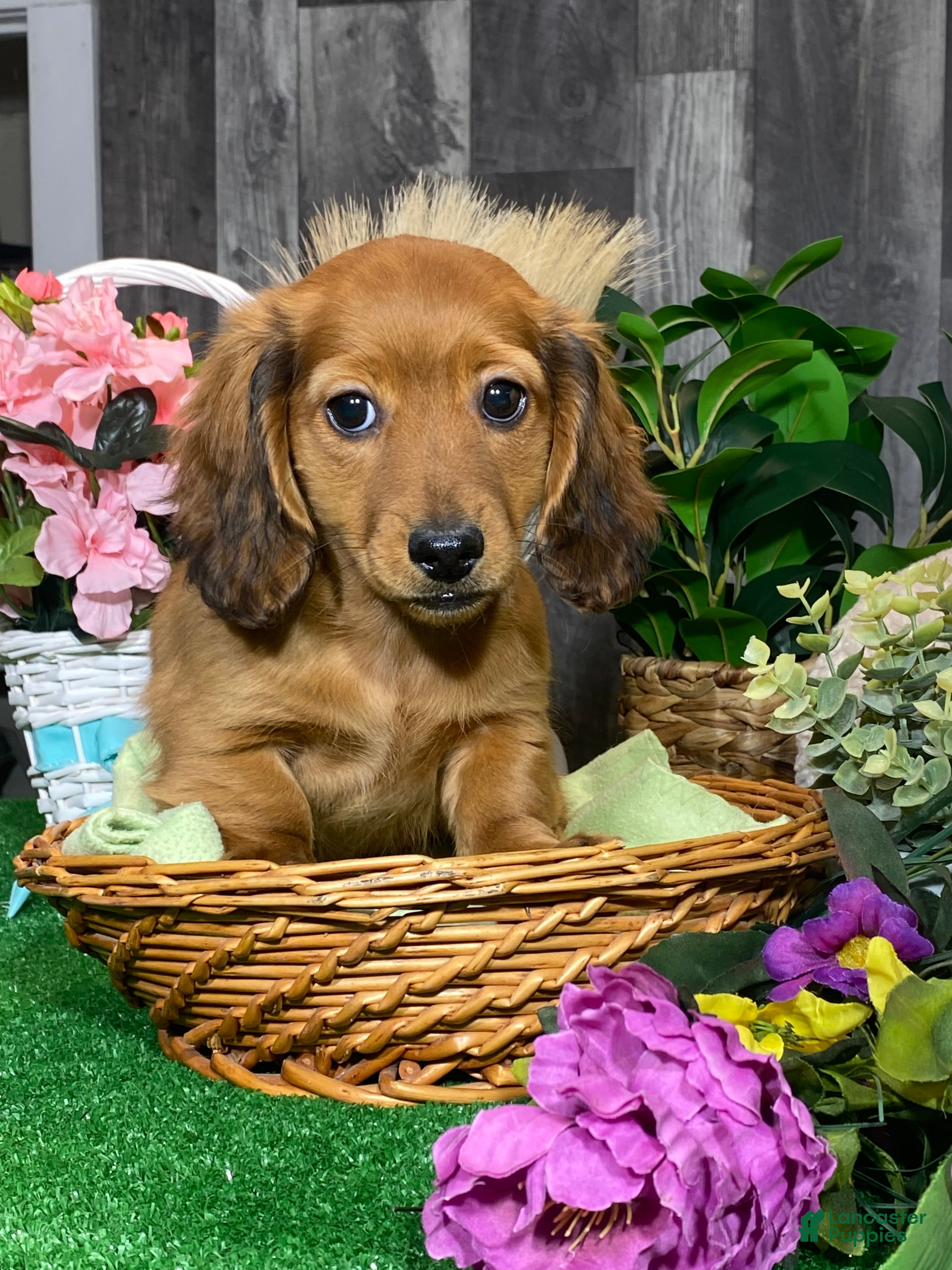 Dachshund dogs Daisy  - Ad 38