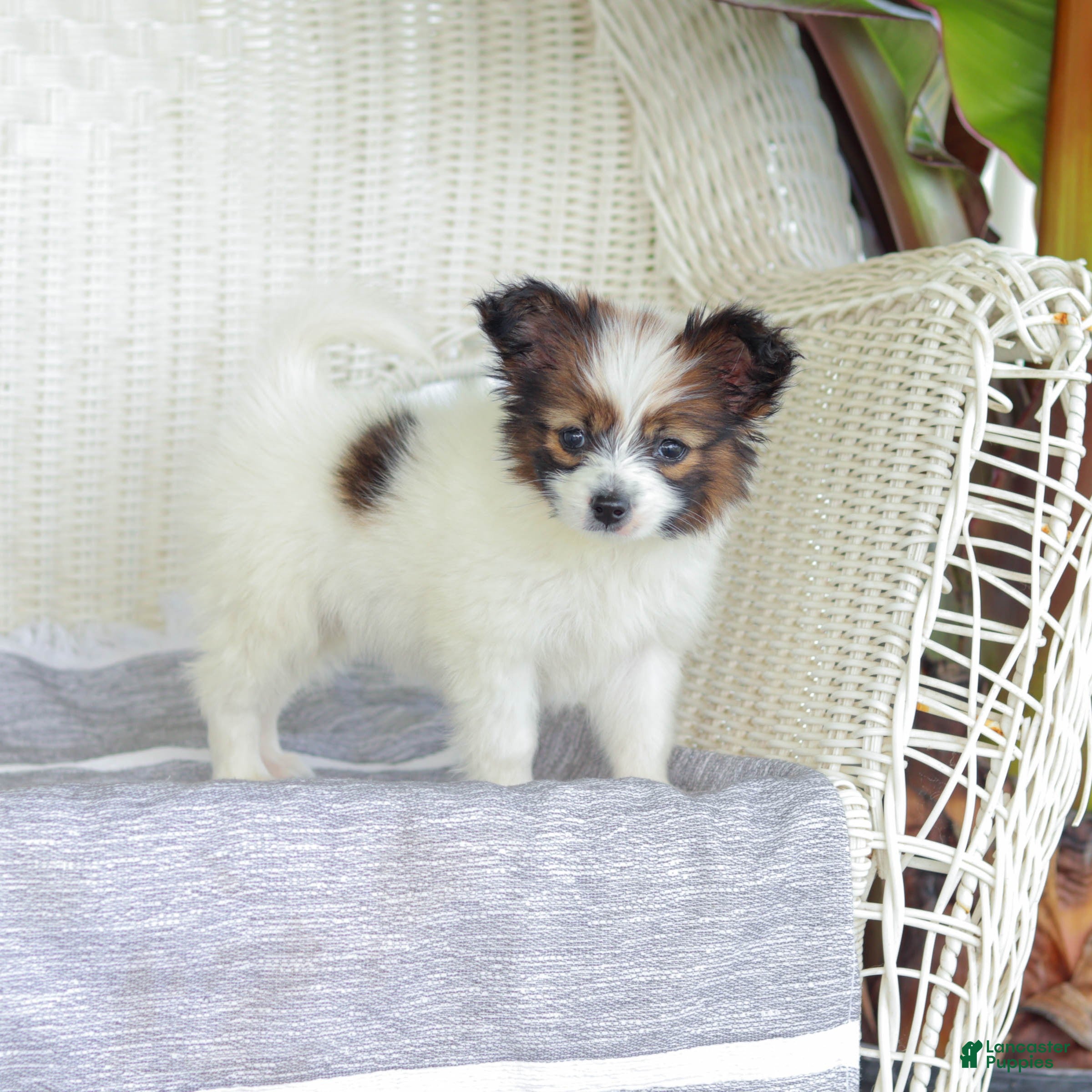 Papillon dogs Turbo - Ad 2