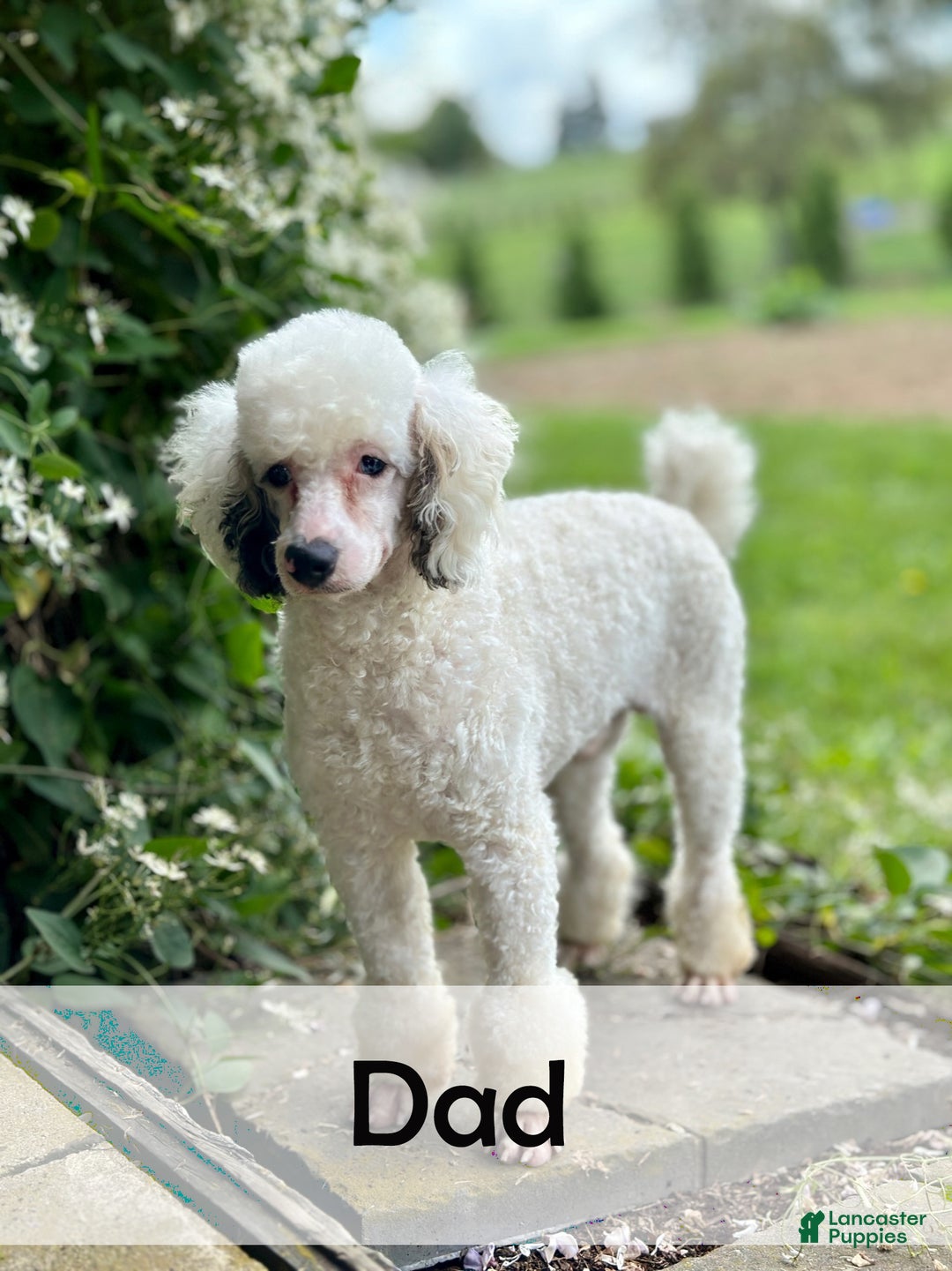 Mini Bernedoodle dogs for sale: Rocket - Ad 10