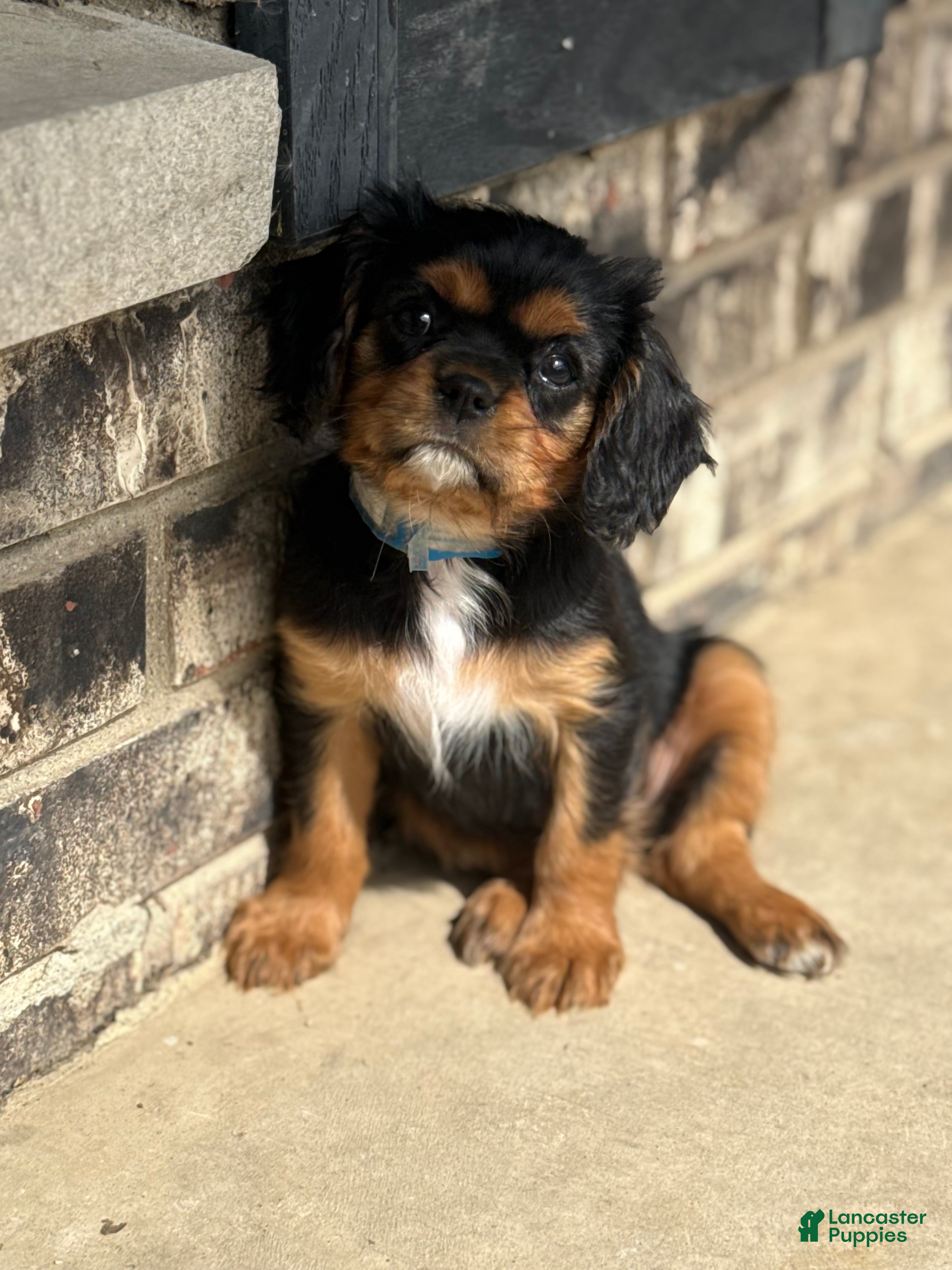 Cavalier King Charles Spaniel dogs Cavalier King Charles Spaniel 2 - Ad 2