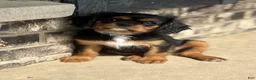 Cavalier King Charles Spaniel dogs for sale: Cavalier King Charles Spaniel 2 - Ad 2