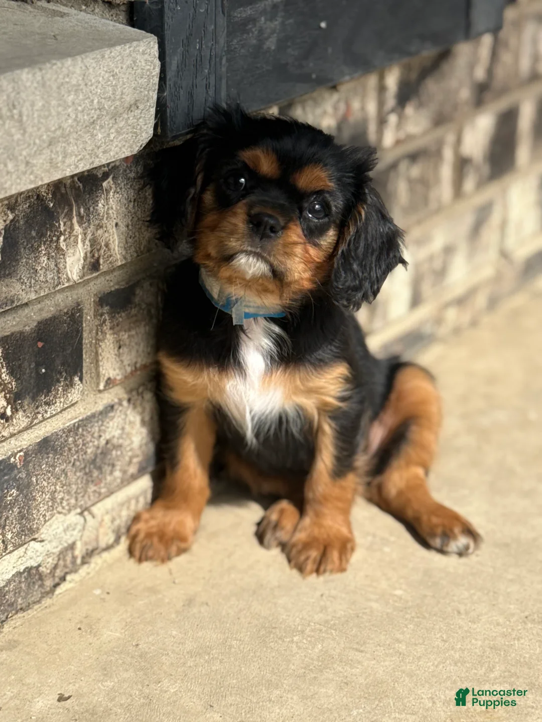 Cavalier King Charles Spaniel dogs for sale: Cavalier King Charles Spaniel 2 - Ad 2