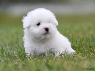 Coton De Tulear dogs Coton De Tulear Puppy 2 - Ad 41