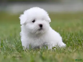 Coton De Tulear dogs Coton De Tulear Puppy 2 - Ad 4