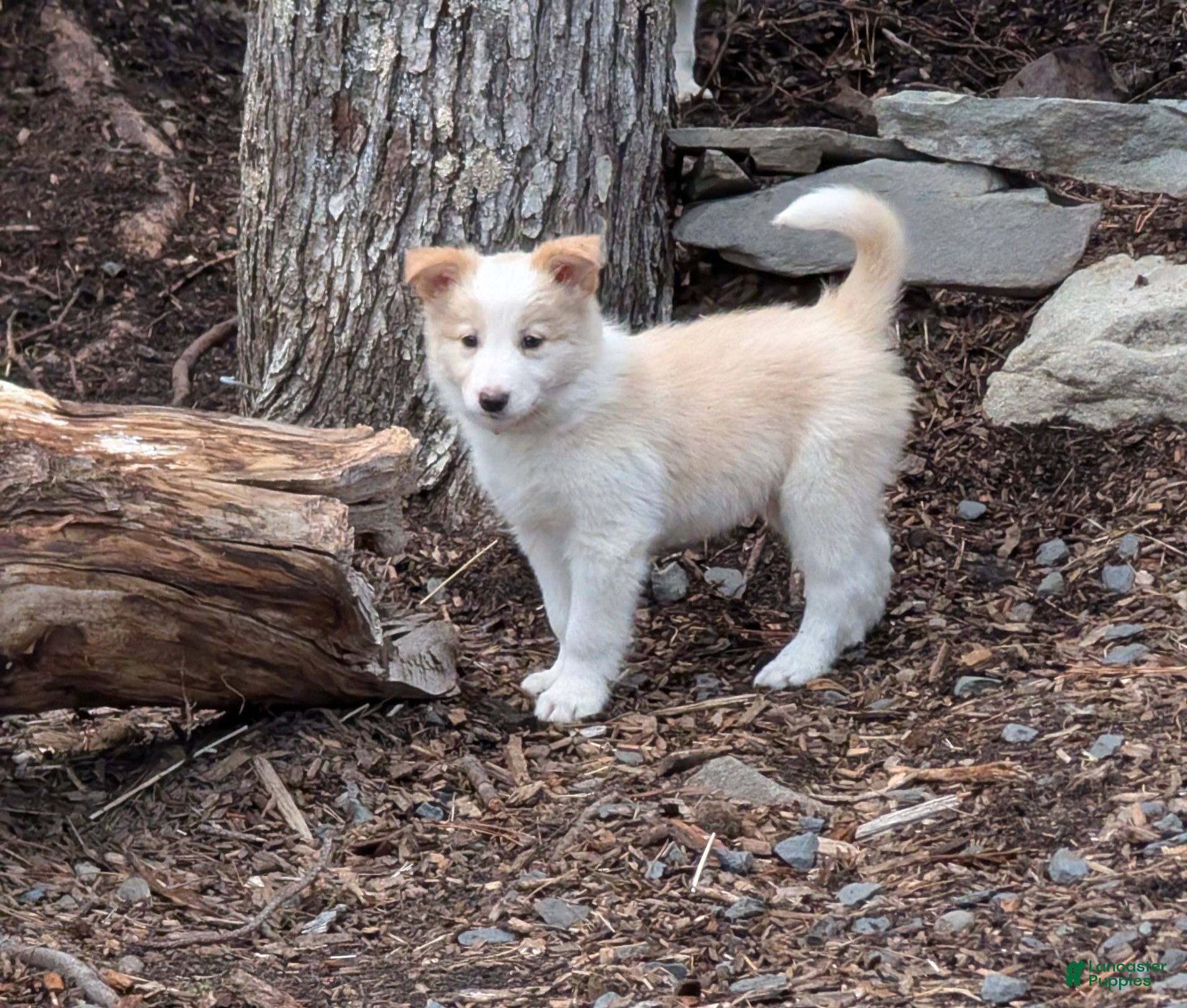 Border Collie dogs Male 3 - Ad 41