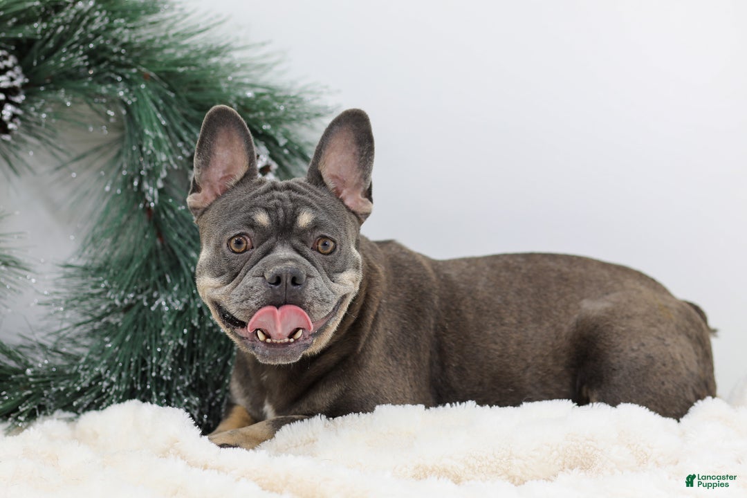 French Bulldog dogs for sale: Tara - Ad 10