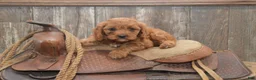 Cavapoo dogs for sale: Laine - Ad 4