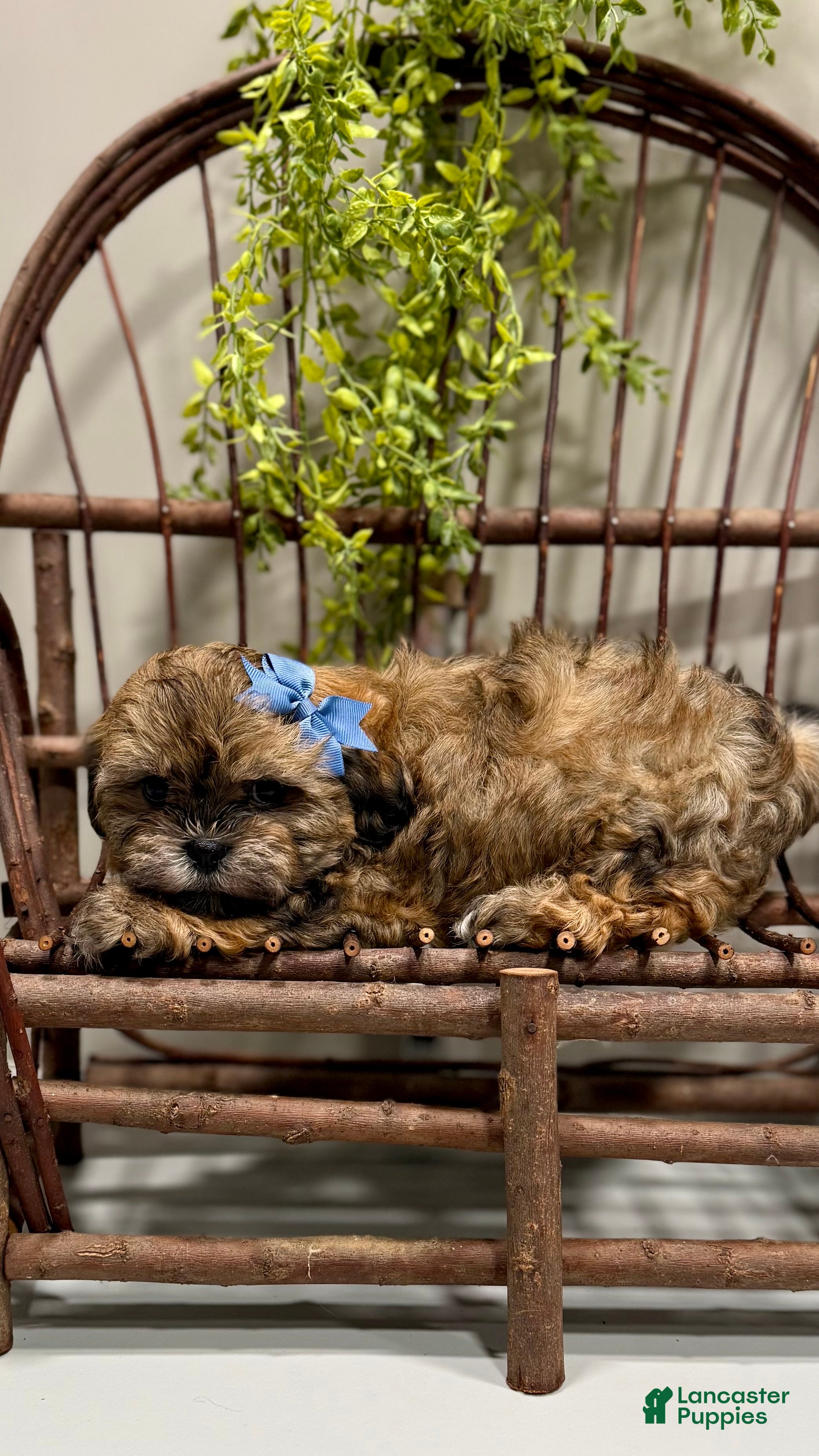 Teddy Bear dogs LYNDON - Ad 2