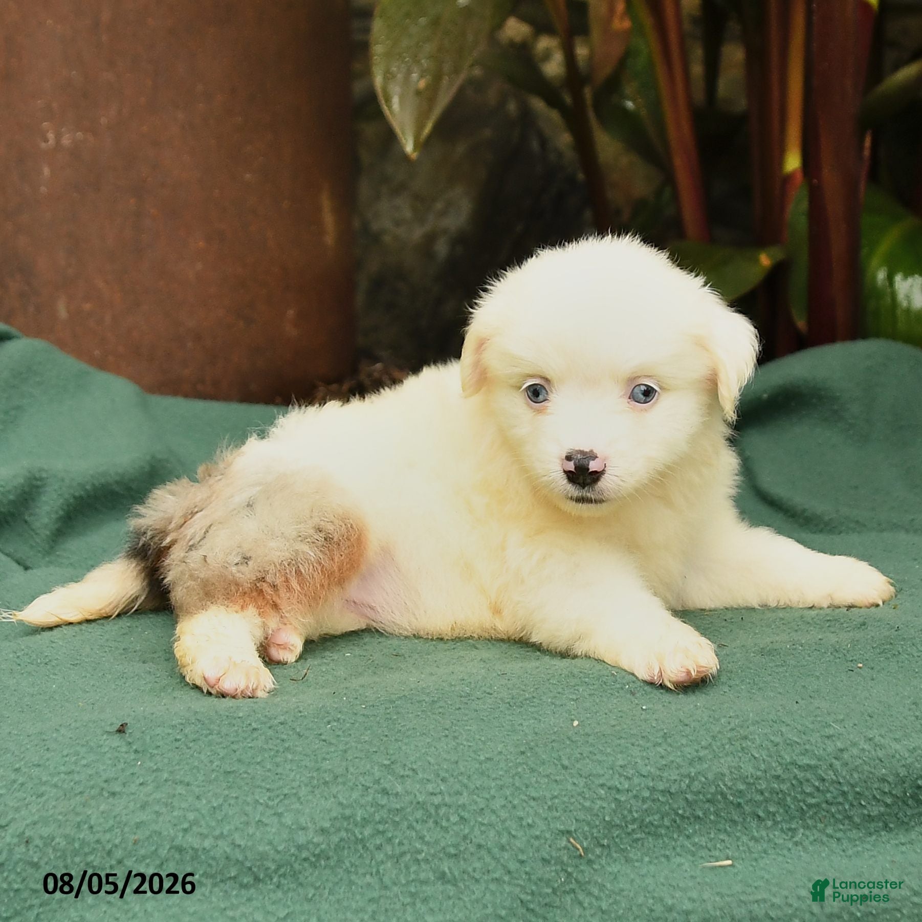 Miniature Australian Shepherd dogs Reba - Ad 2