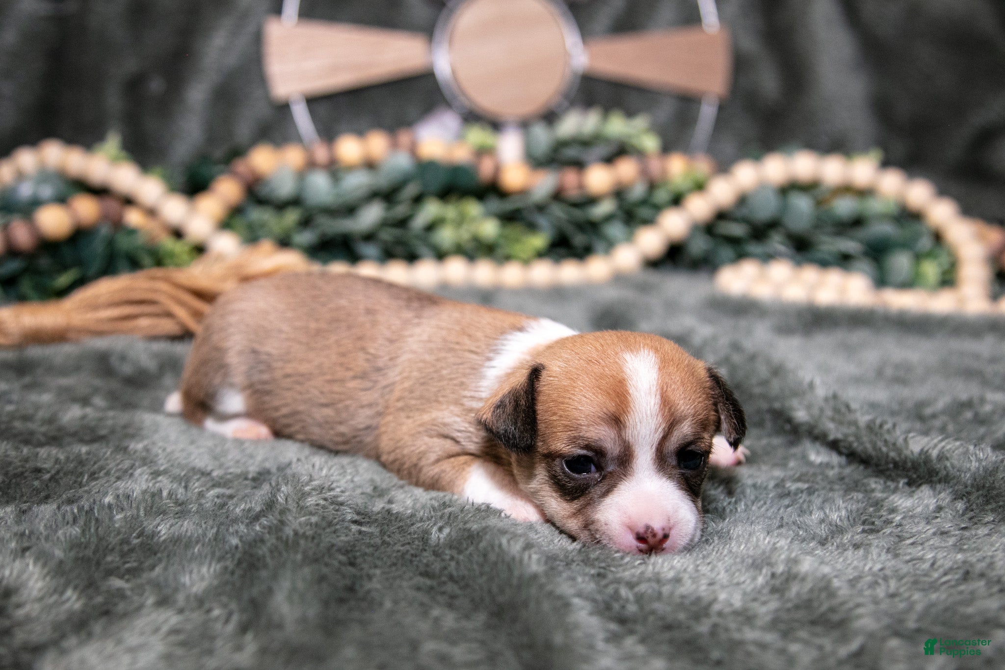 Chihuahua dogs Nora - Ad 1