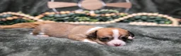 Chihuahua dogs for sale: Nora - Ad 1