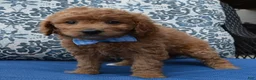 Mini Goldendoodle dogs for sale: Mini Ginger - Ad 7