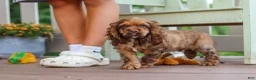 Cocker Spaniel dogs for sale: Milo - Ad 1