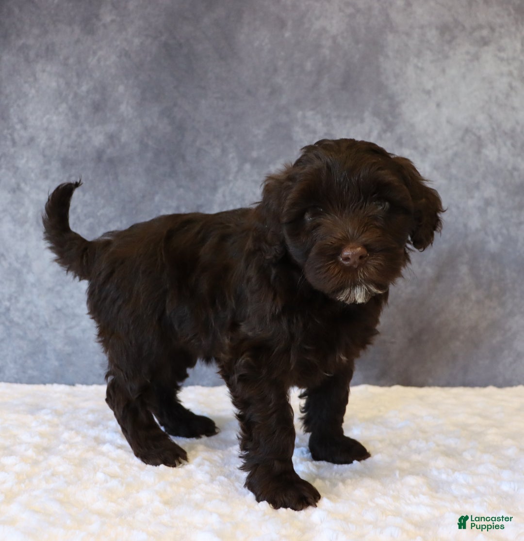 Portuguese Water Dog dogs for sale: Tiffany - Ad 4