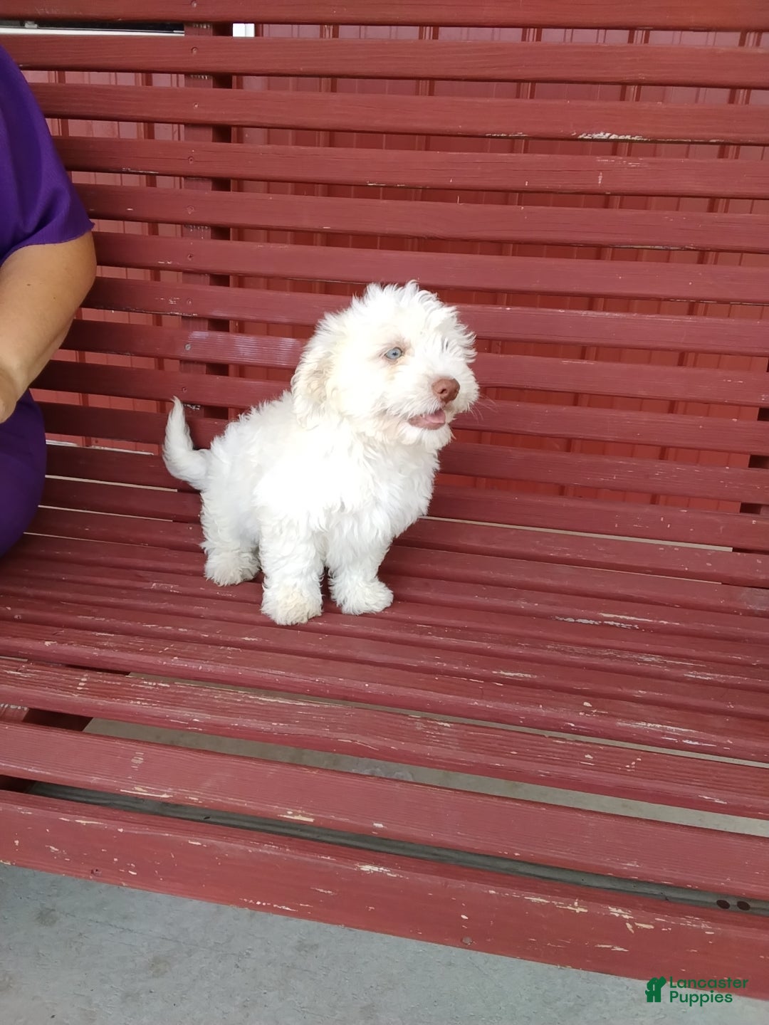 Mixed Breed dogs Henry - Ad 1