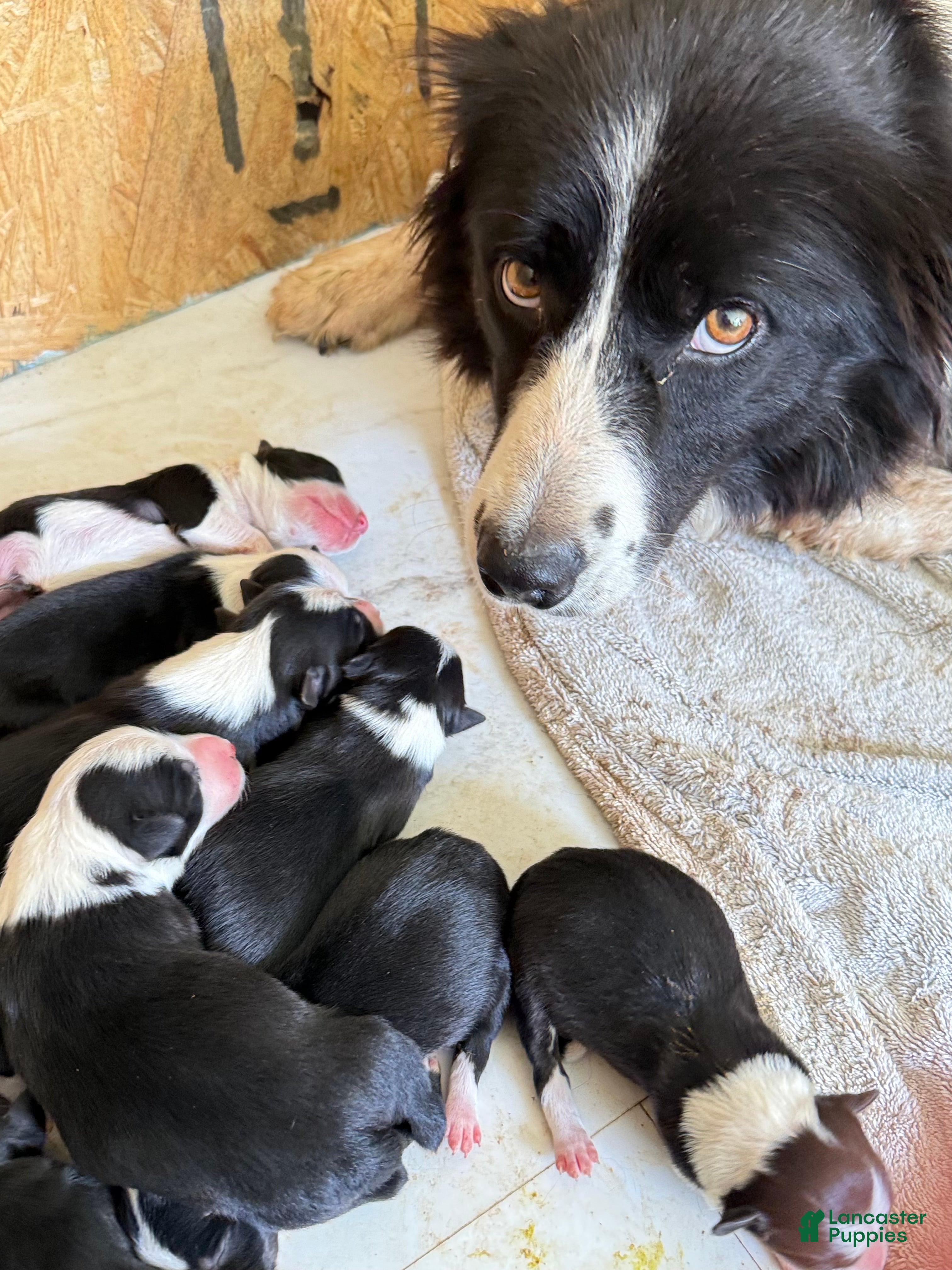 Border Collie dogs Border Collie 6 - Ad 1