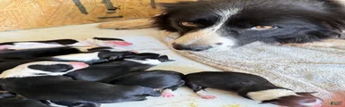 Border Collie 6