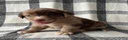 Mixed Breed dogs for sale: Rosko - Ad 1