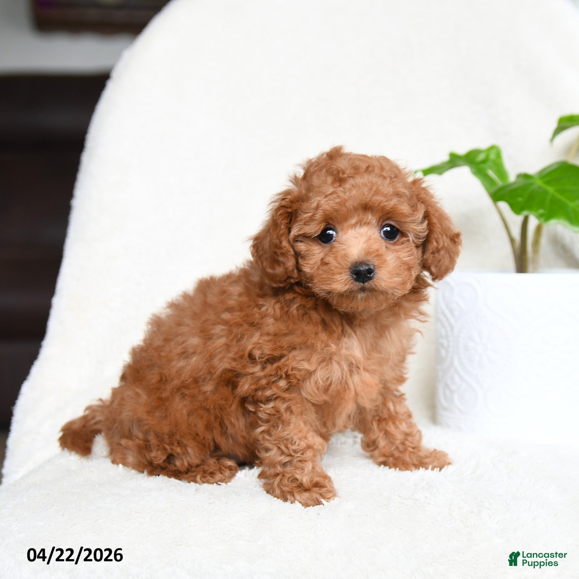 Toy Poodle dogs Bonnie  - Ad 1