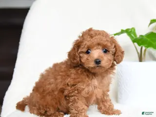 Toy Poodle dogs for sale: Bonnie - Ad 1