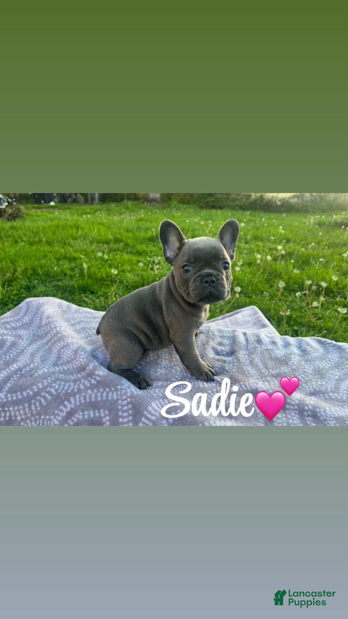French Bulldog dogs French Bulldog Puppy 2 - Ad 2