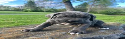 Cane Corso dogs for sale: Aria - Ad 3