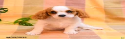Cavalier King Charles Spaniel dogs for sale: Trisha - Ad 3